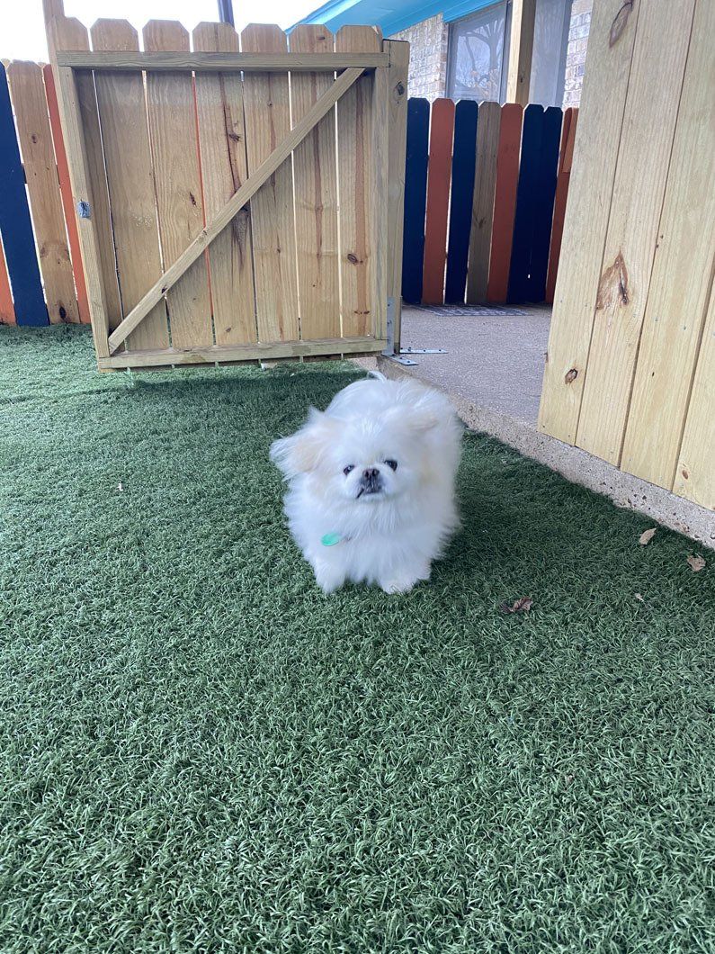A small white pomeranian puppy is sitting on the grass in front of a wooden fence.