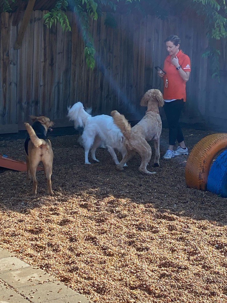 A woman is spraying water on a group of dogs in a backyard.