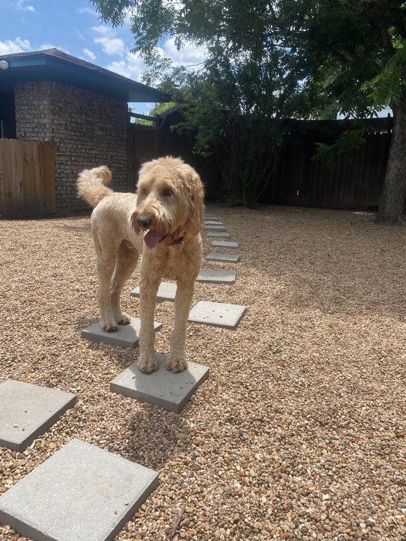 A dog is standing on a set of stepping stones in a yard.