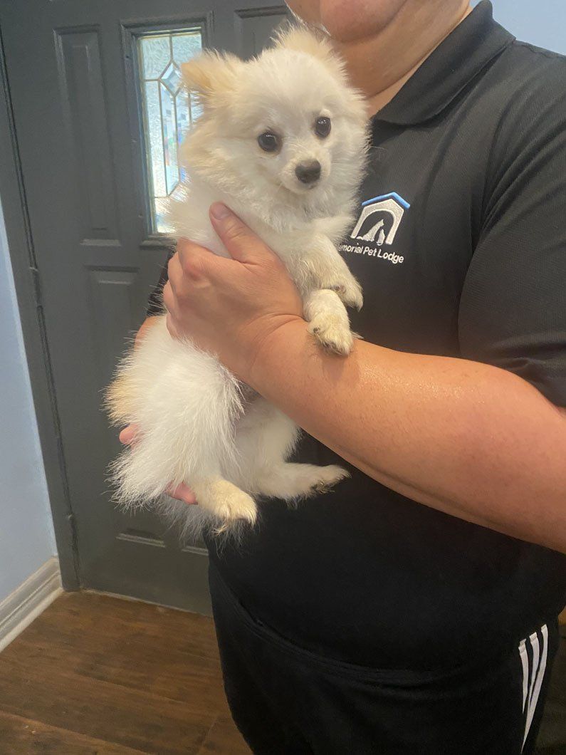 A person is holding a small white dog in their arms.