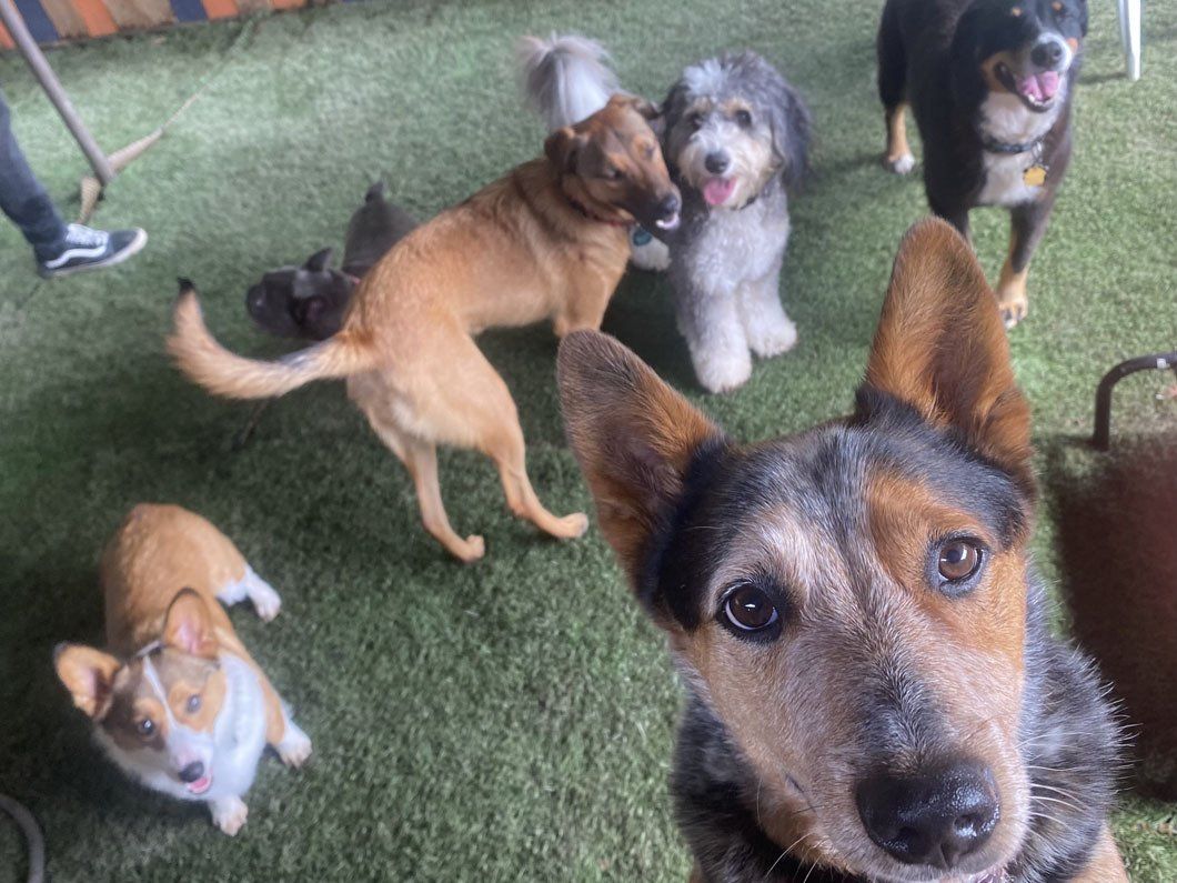 A group of dogs are standing on top of a lush green field.