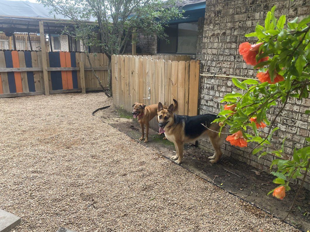 Two dogs are standing next to each other in a yard.
