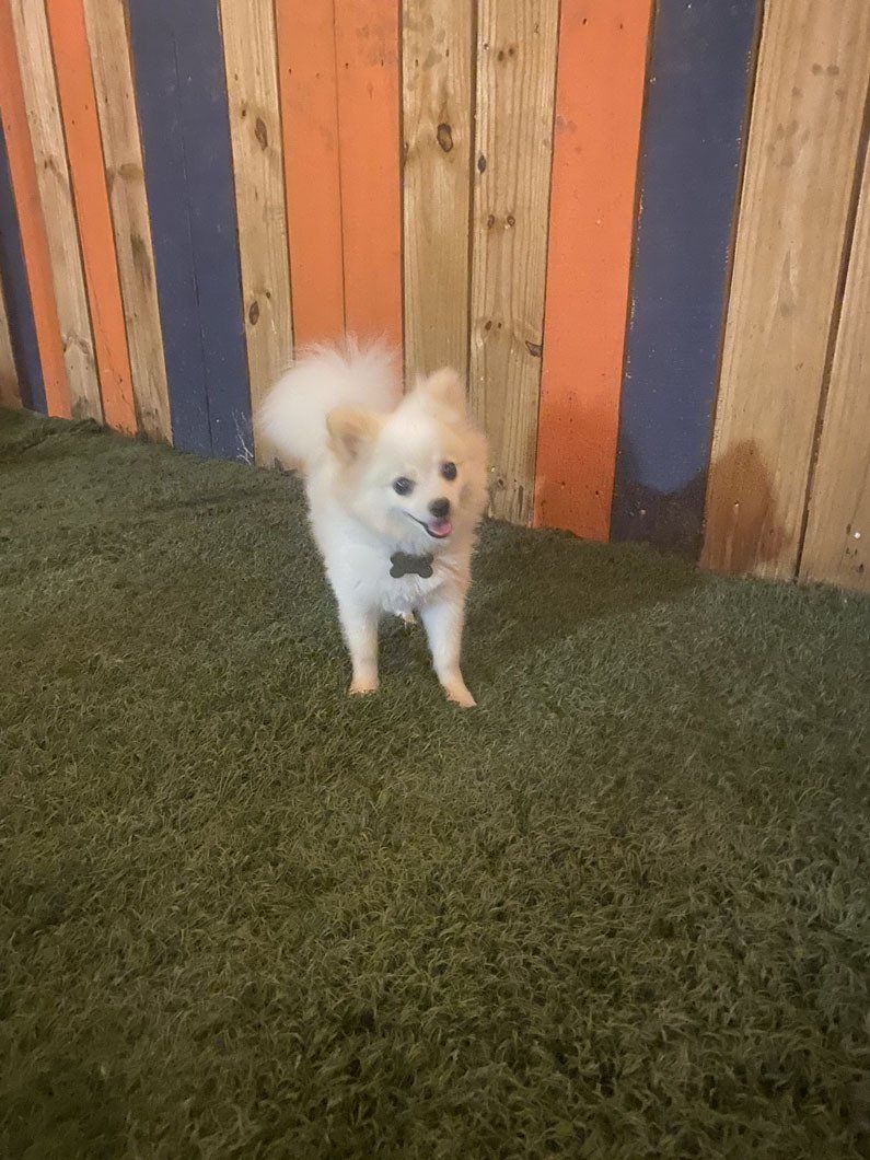 A small white dog wearing a bow tie is standing on a green carpet.