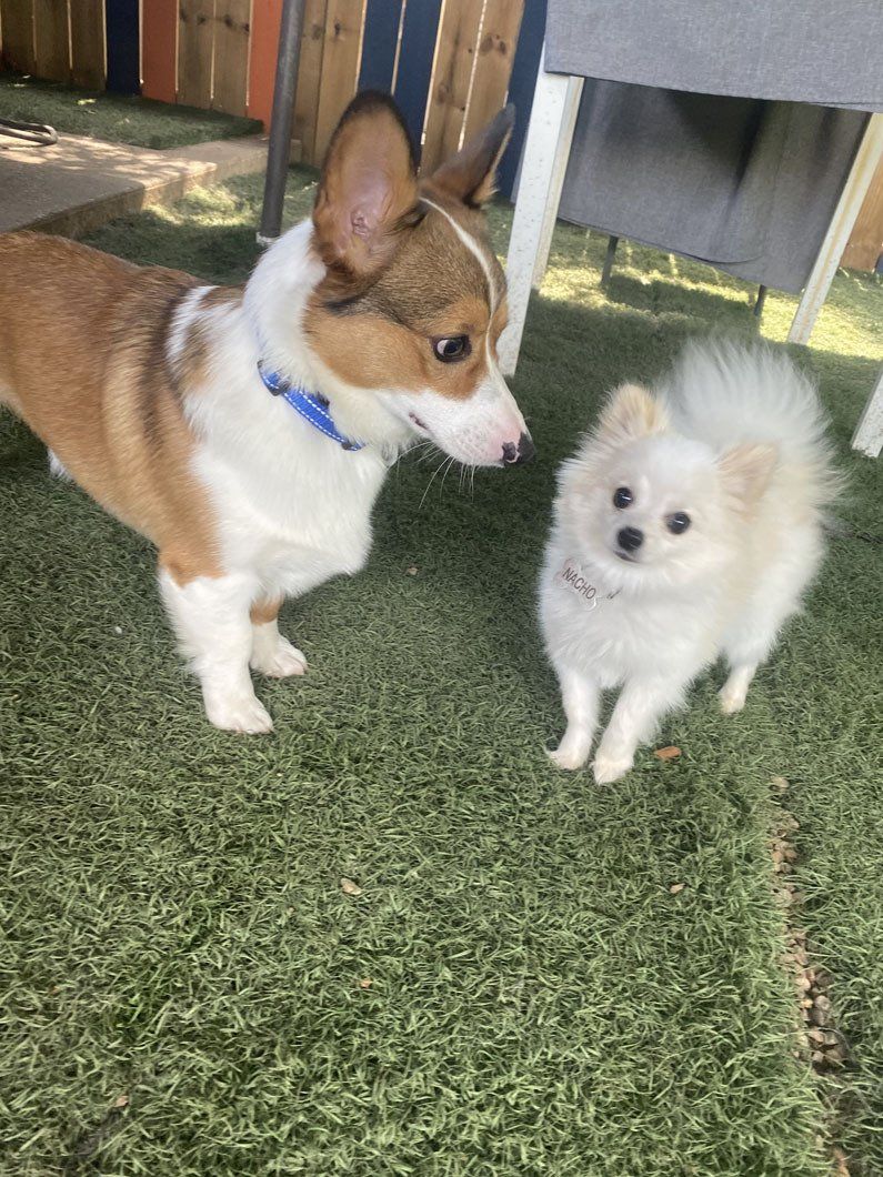Two dogs , a corgi and a pomeranian , are standing next to each other on the grass.