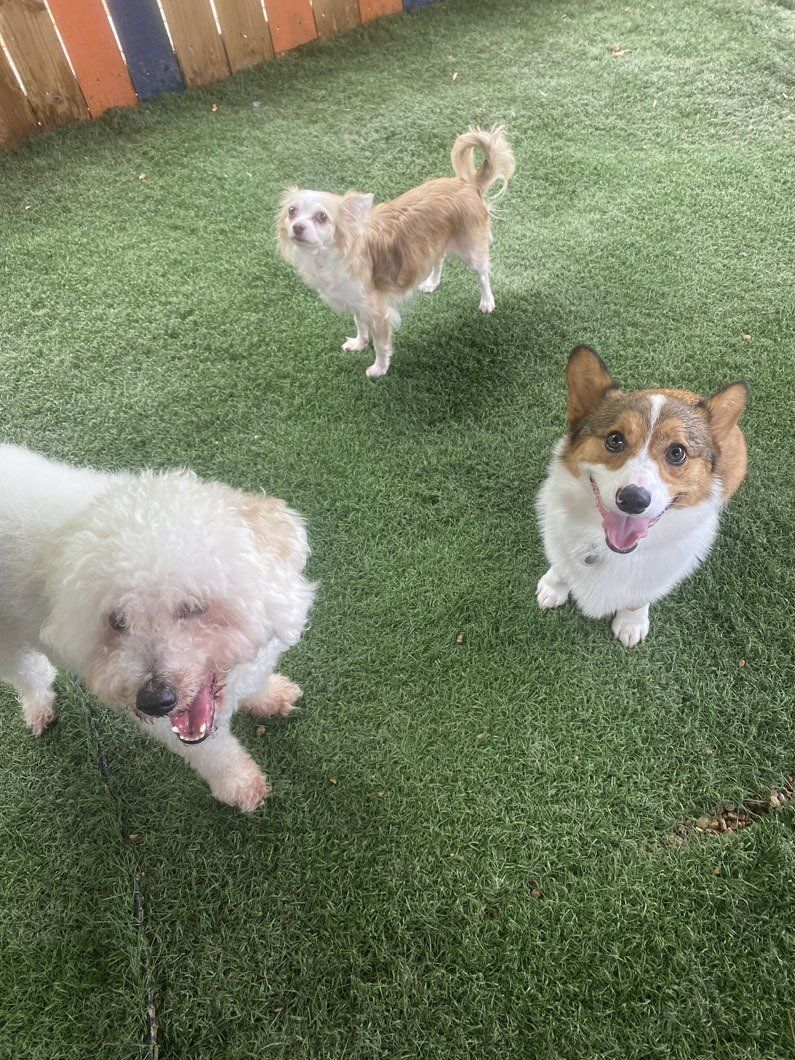 Three dogs are standing on top of a lush green lawn.