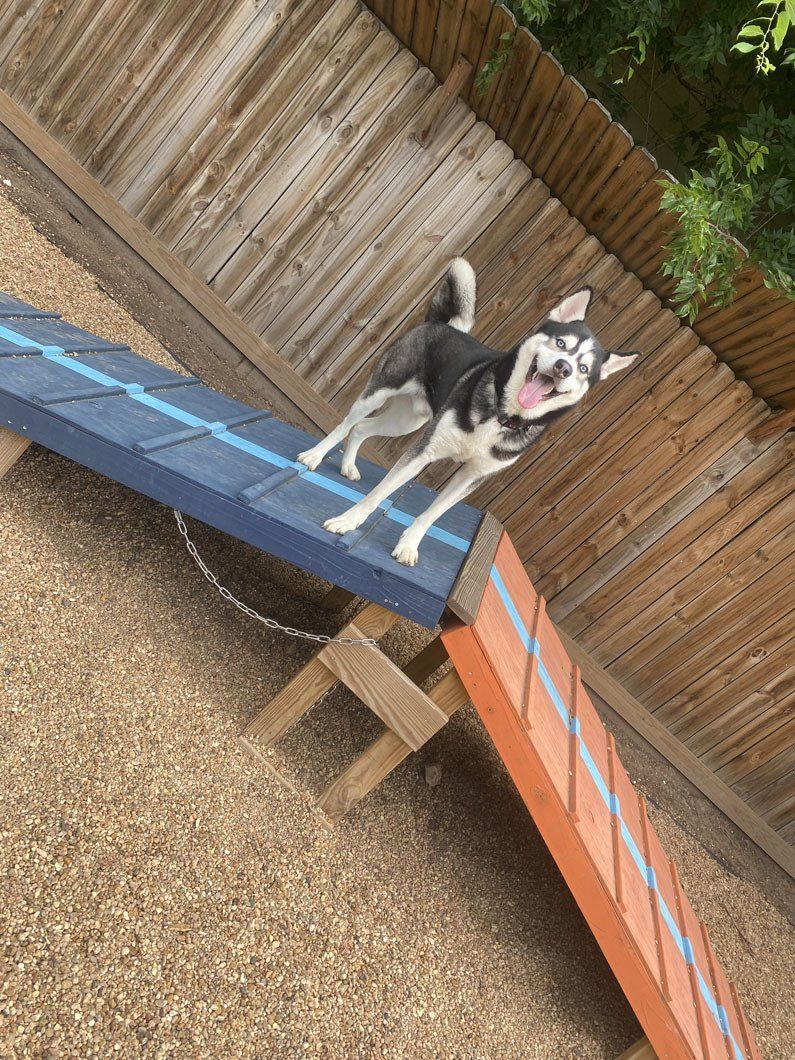 A husky dog is standing on top of a wooden ramp.