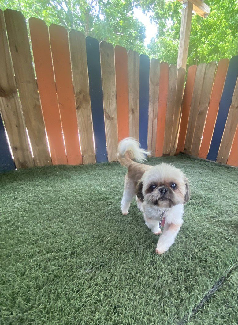 A small dog is walking on a lush green field in front of a wooden fence.