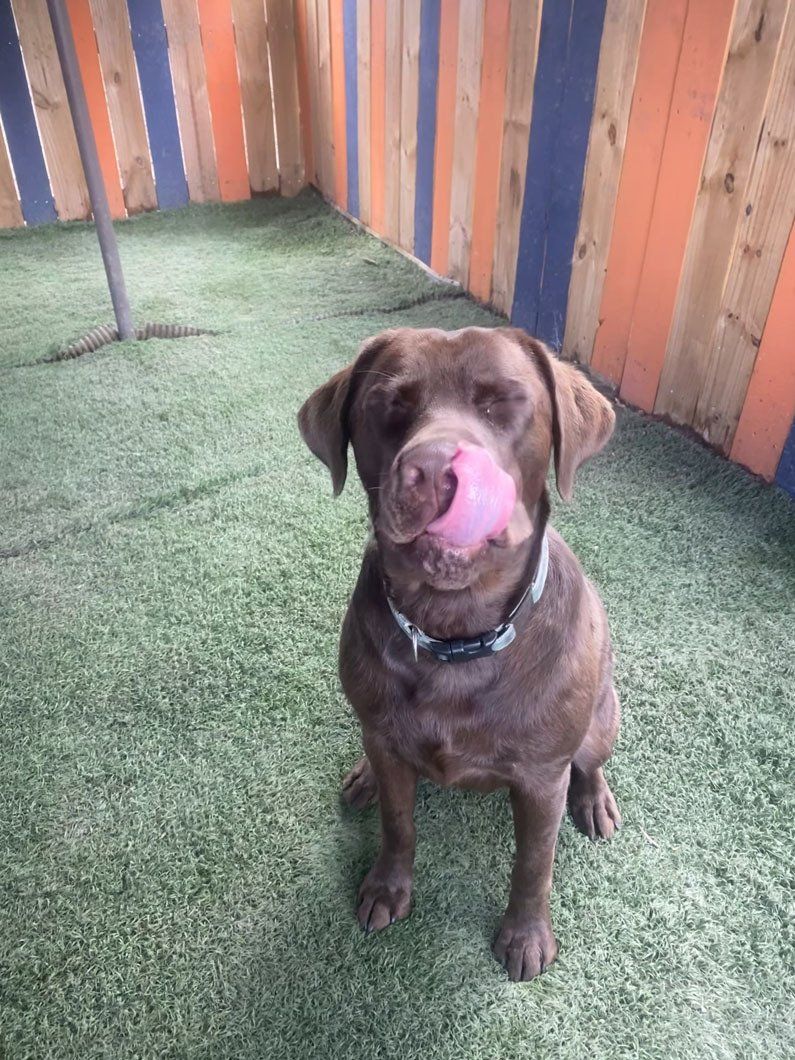 A brown dog is sitting on the grass with a pink ball in its mouth.