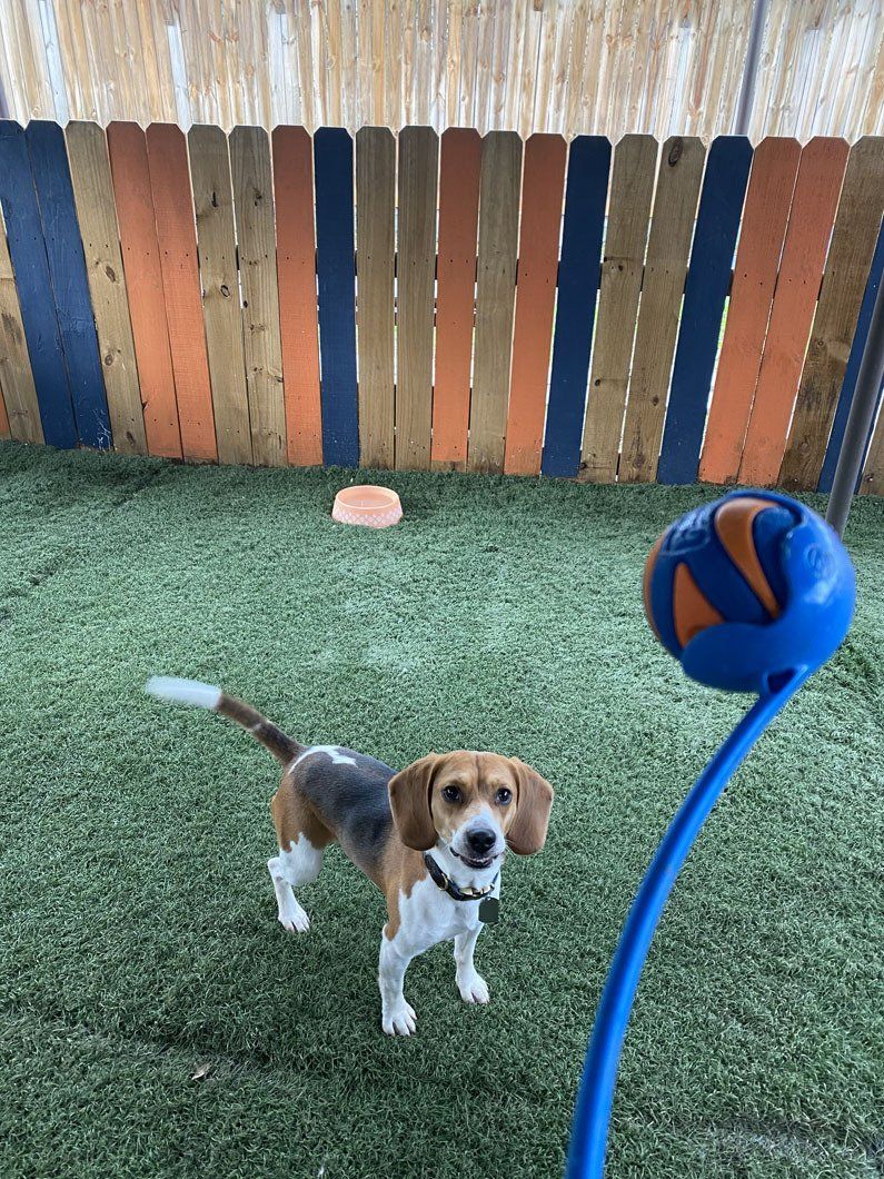 A beagle dog is standing on a lush green field next to a blue ball.
