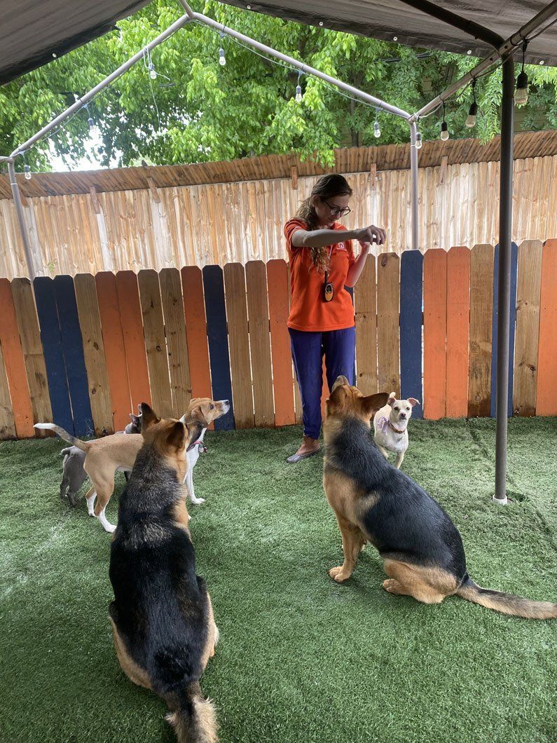 A woman is playing with a group of dogs in a yard.