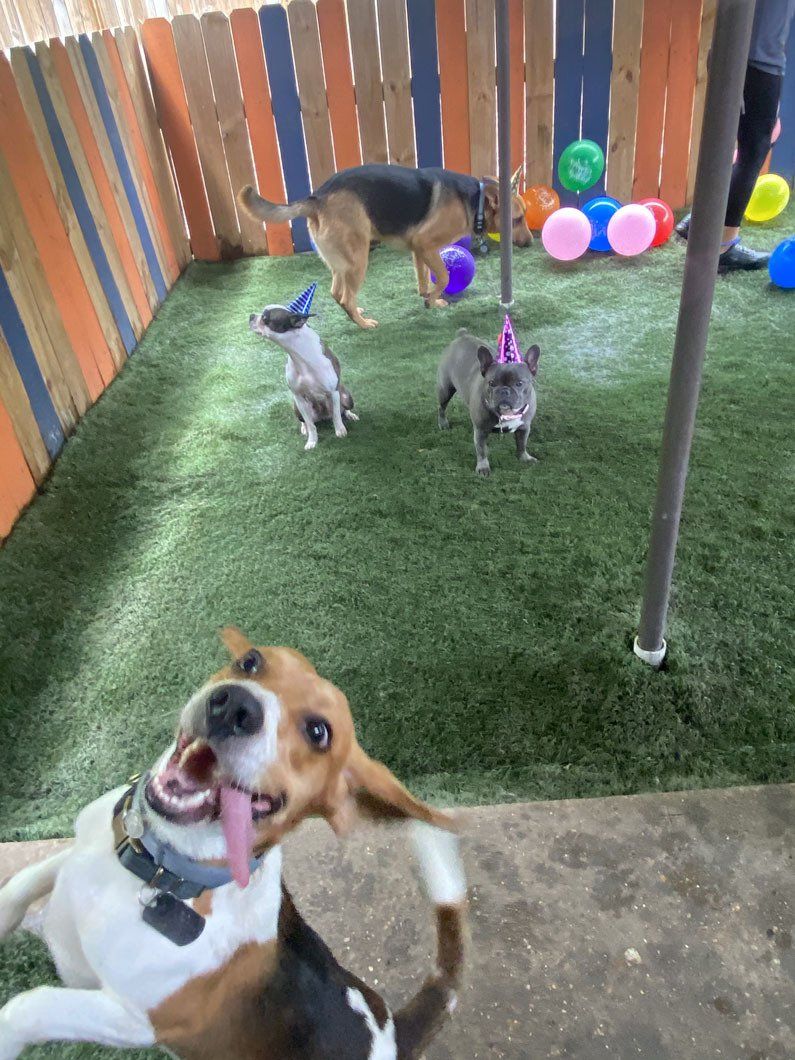 A group of dogs are playing in a yard with balloons.