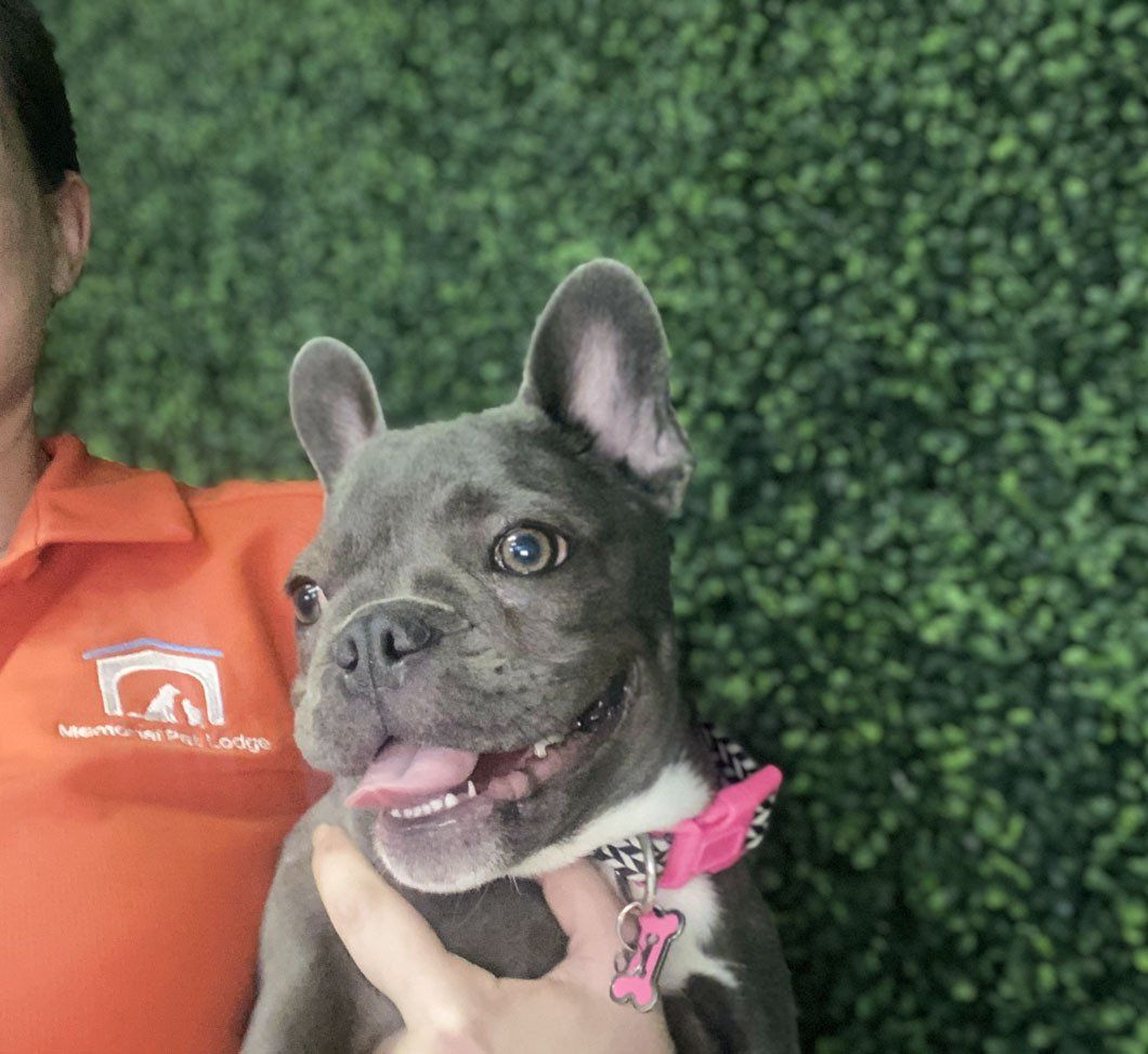 A man is holding a french bulldog puppy in his arms.