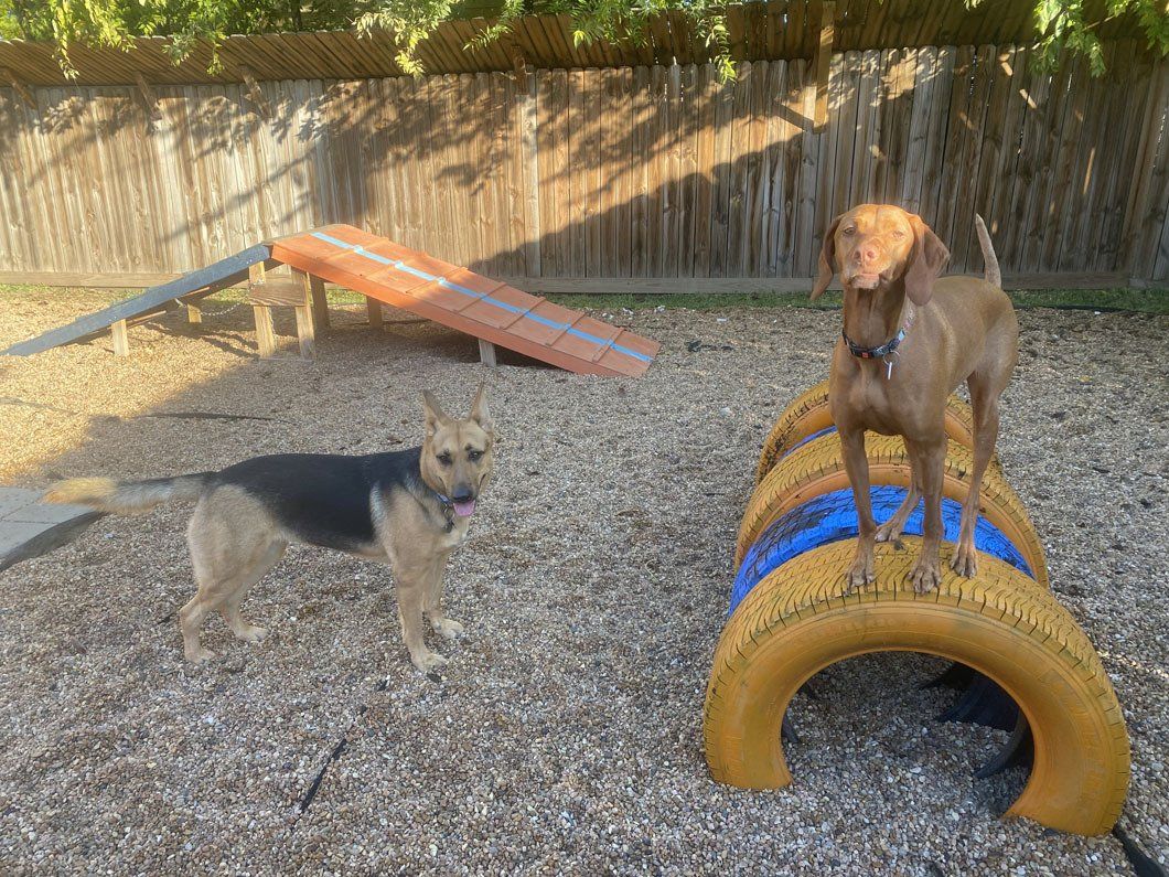 Two dogs are playing in a dog park next to a tire.