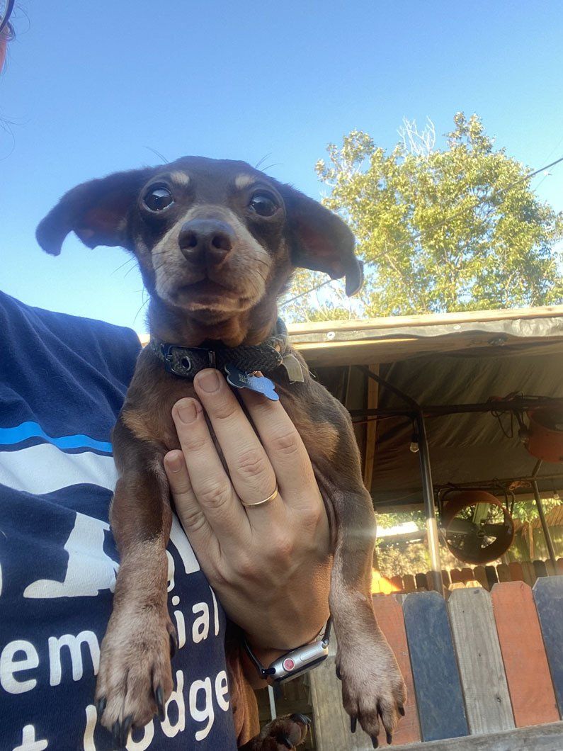 A person is holding a small brown dog in their hands.