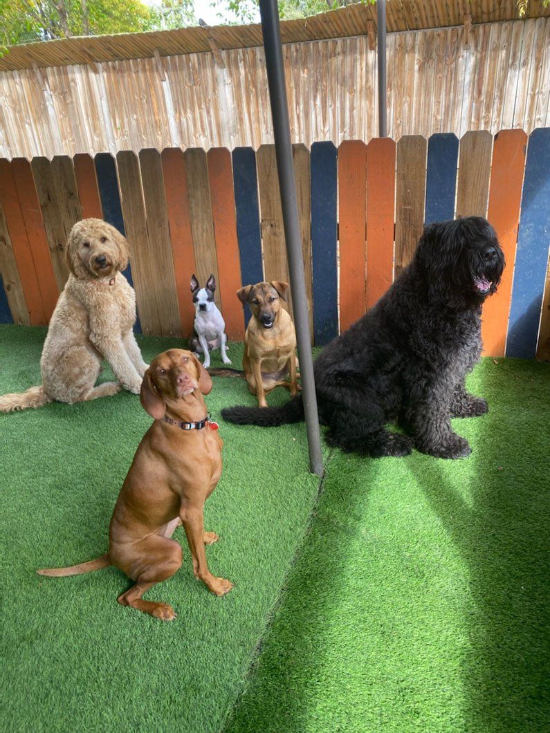 A group of dogs are sitting on the grass in front of a wooden fence.
