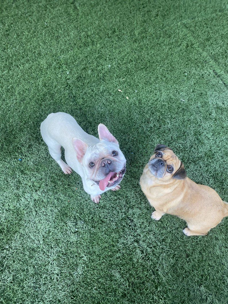 Two french bulldogs are standing next to each other on a lush green field.