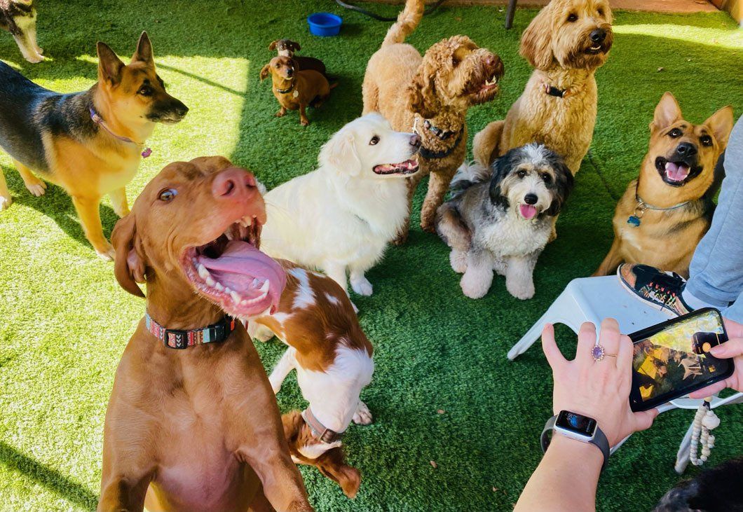 A person is taking a picture of a group of dogs.