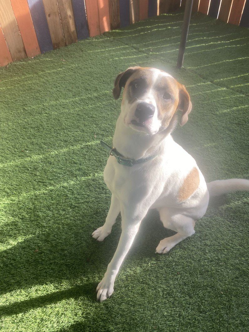 A brown and white dog is sitting on a lush green lawn.