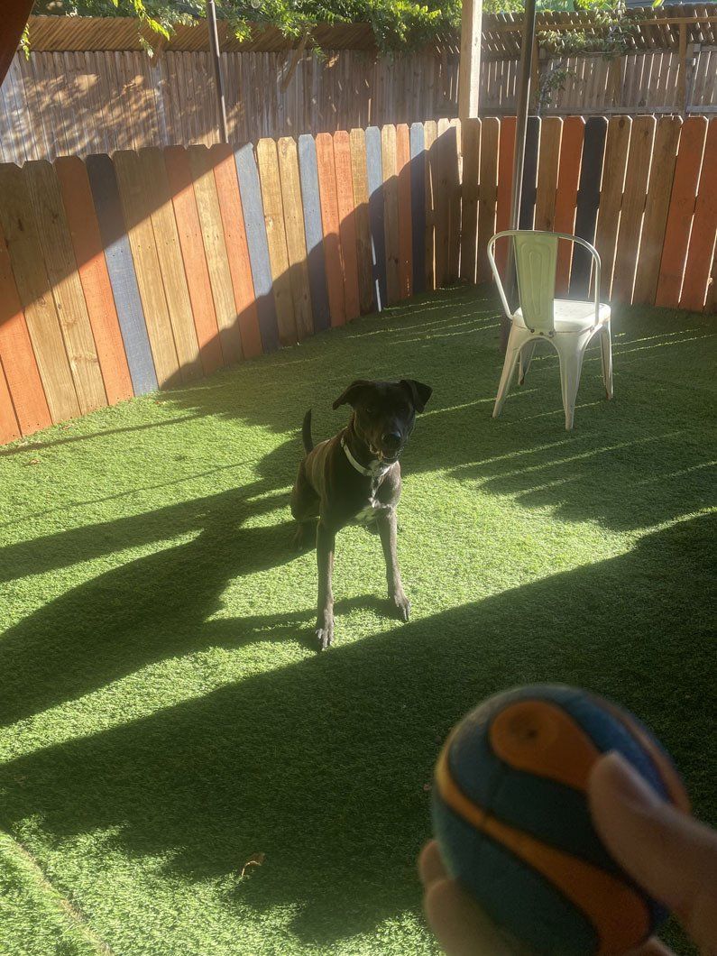 A person is holding a ball in front of a dog