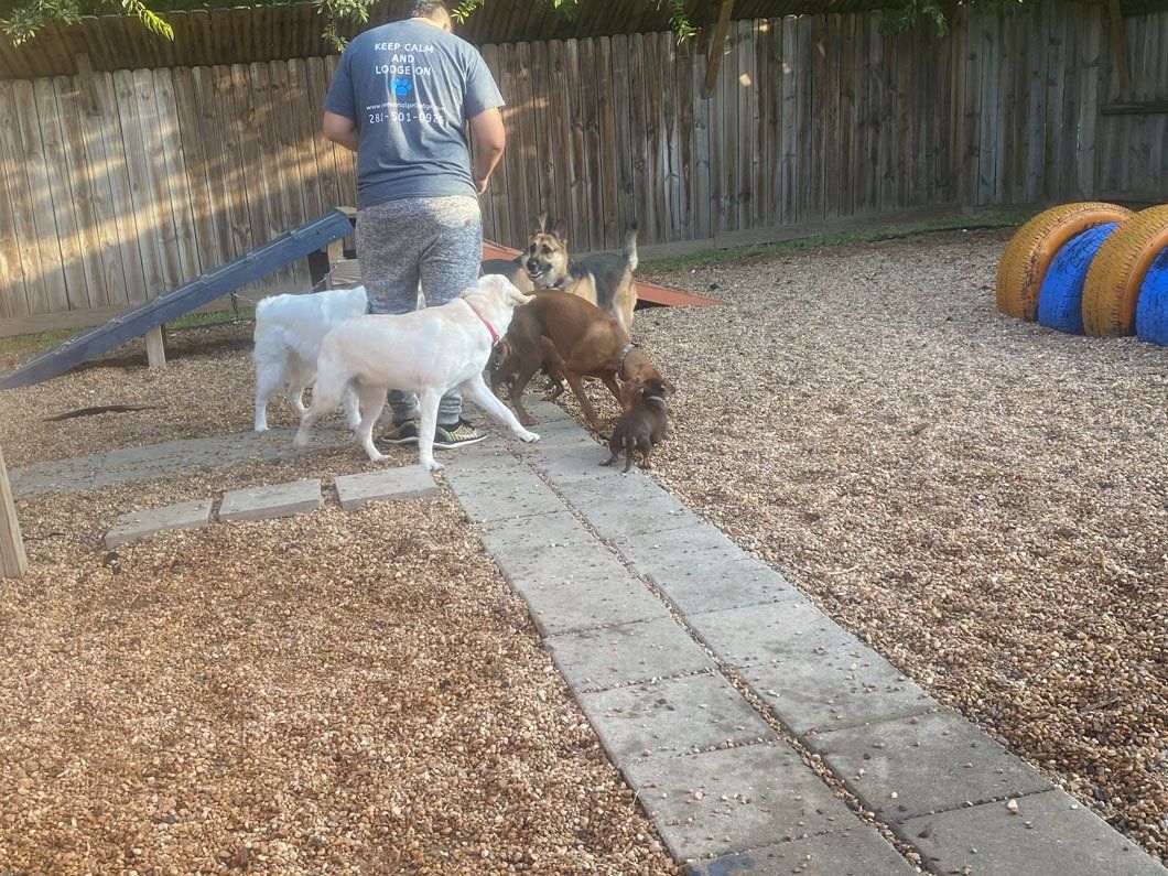A man is standing next to three dogs in a dog park.