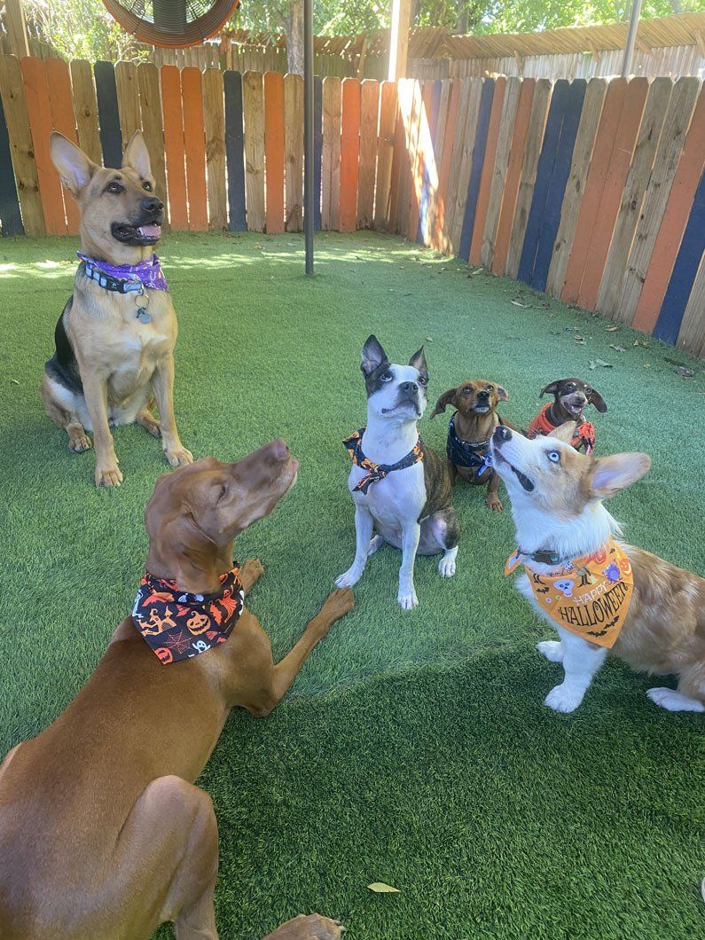 A group of dogs are standing on top of a lush green field.