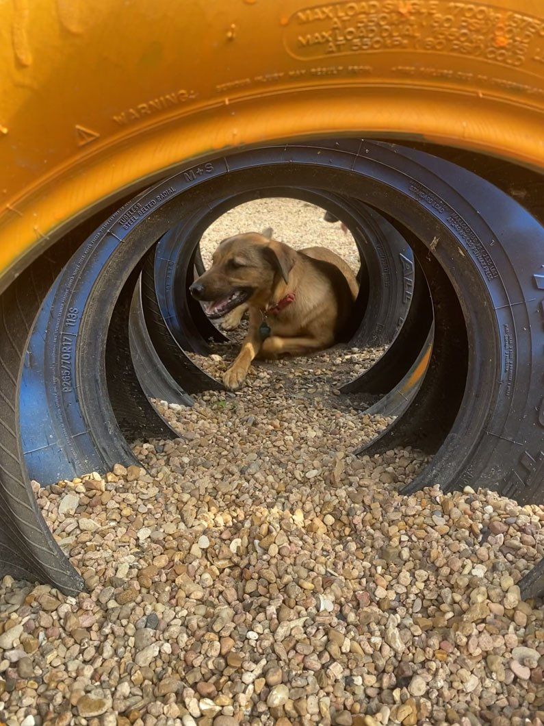 A dog is laying in a tunnel of tires.