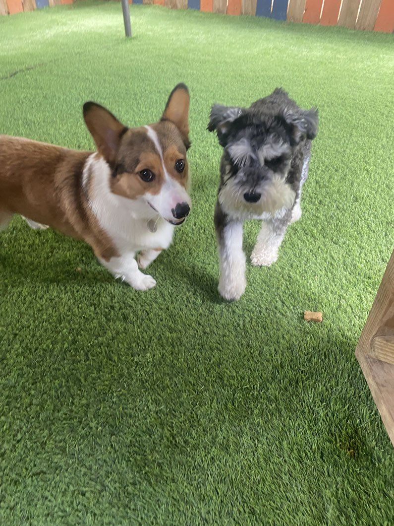 Two dogs , a corgi and a schnauzer , are standing next to each other on a lush green field.