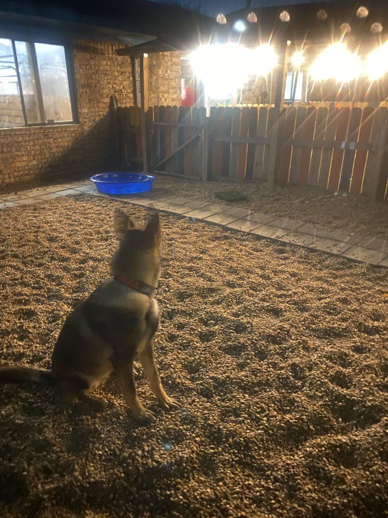 A dog is sitting in the dirt in a backyard at night.