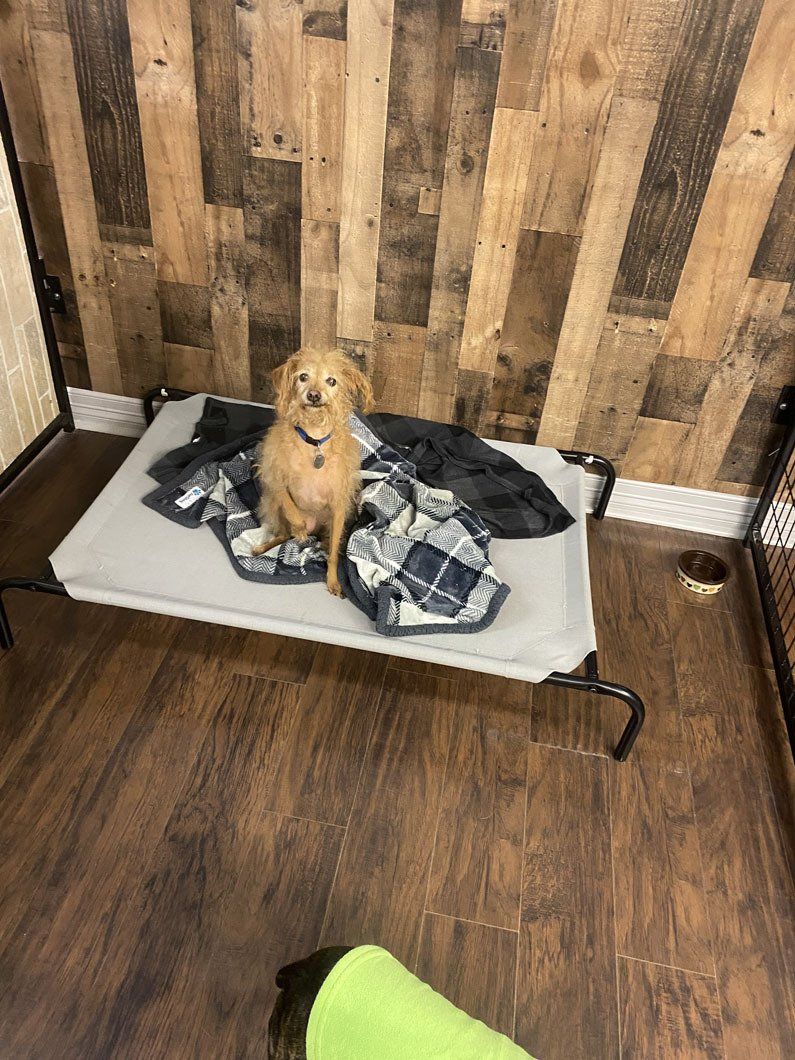 A dog is sitting on a bed in a room.
