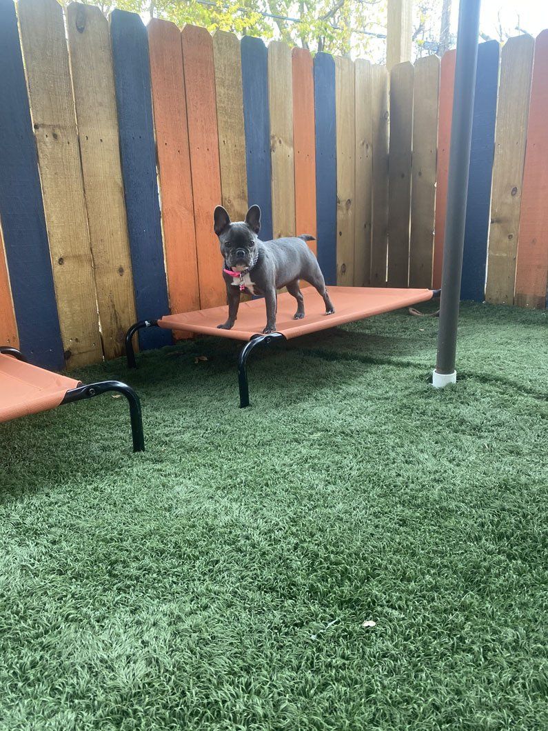 A dog is standing on a bed in a dog kennel.