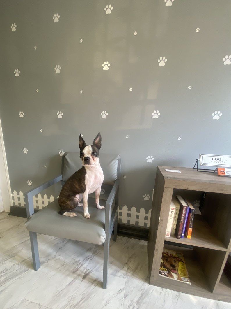 A dog is sitting on a chair in a waiting room.