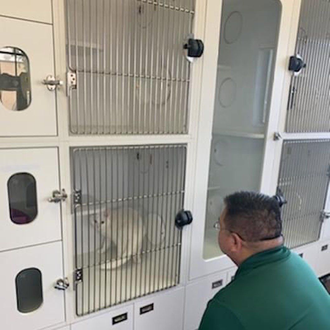 A man in a green shirt is looking at a cat in a cage.