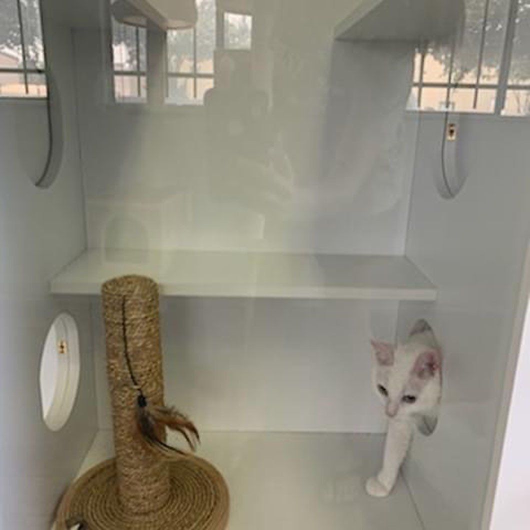 A white cat is standing in a room next to a cat tree.