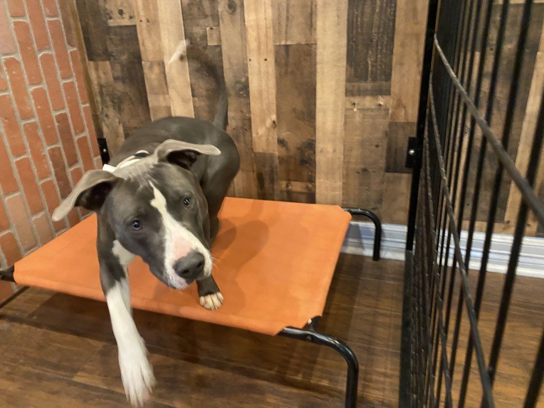 A dog is standing on an orange bed in a cage.