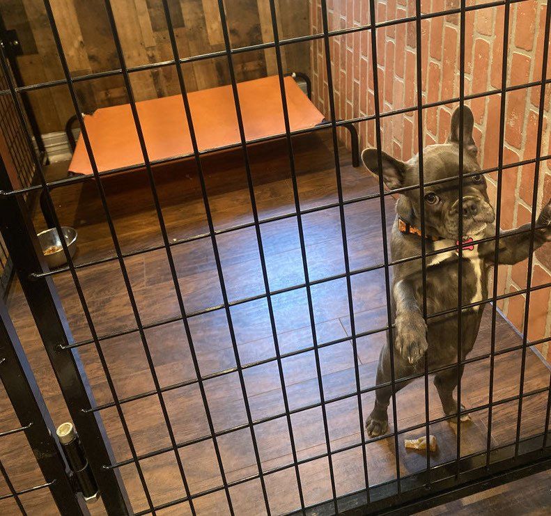 A dog is standing on its hind legs in a cage.