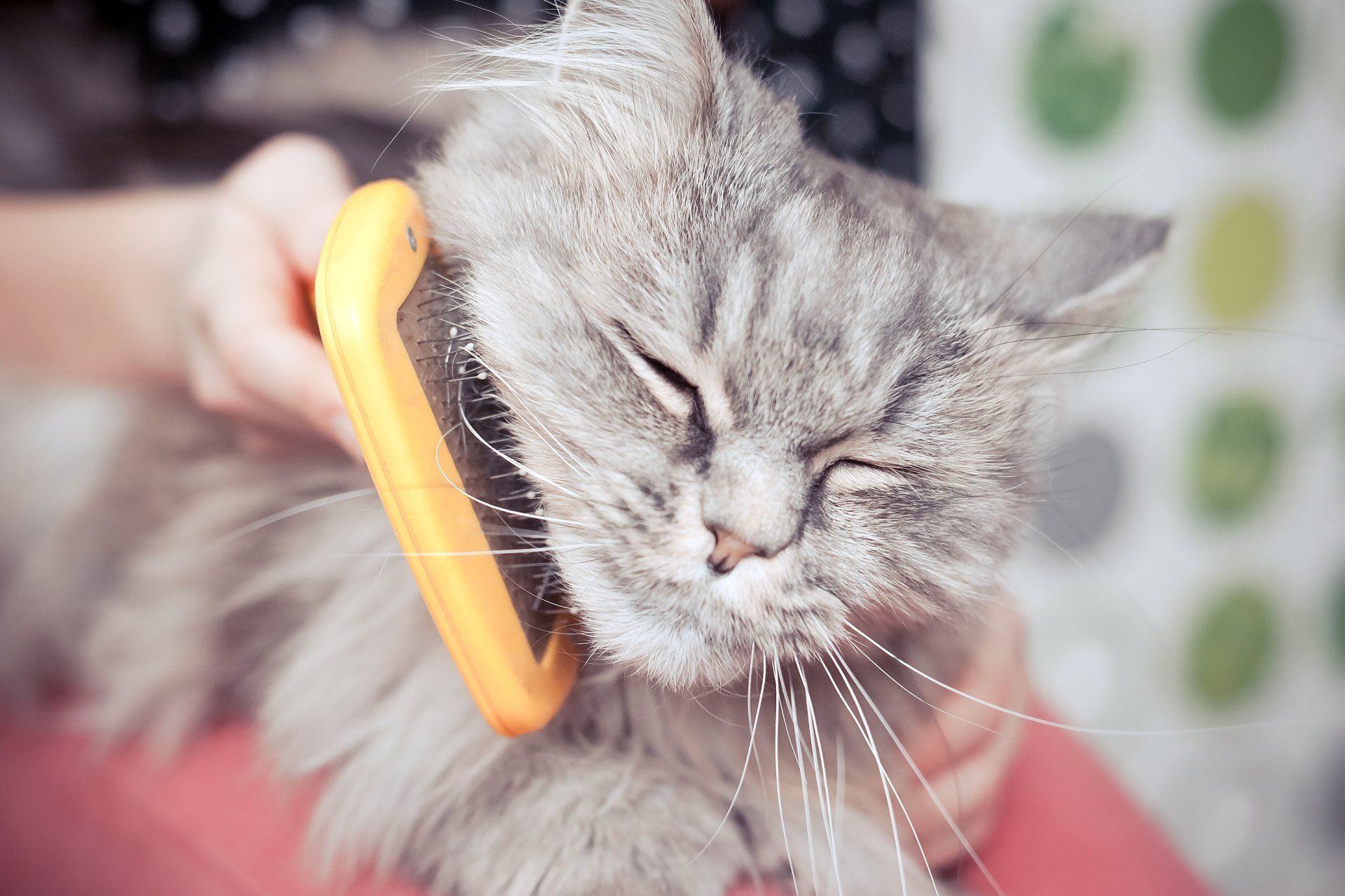 A person is brushing a gray cat with a yellow brush.