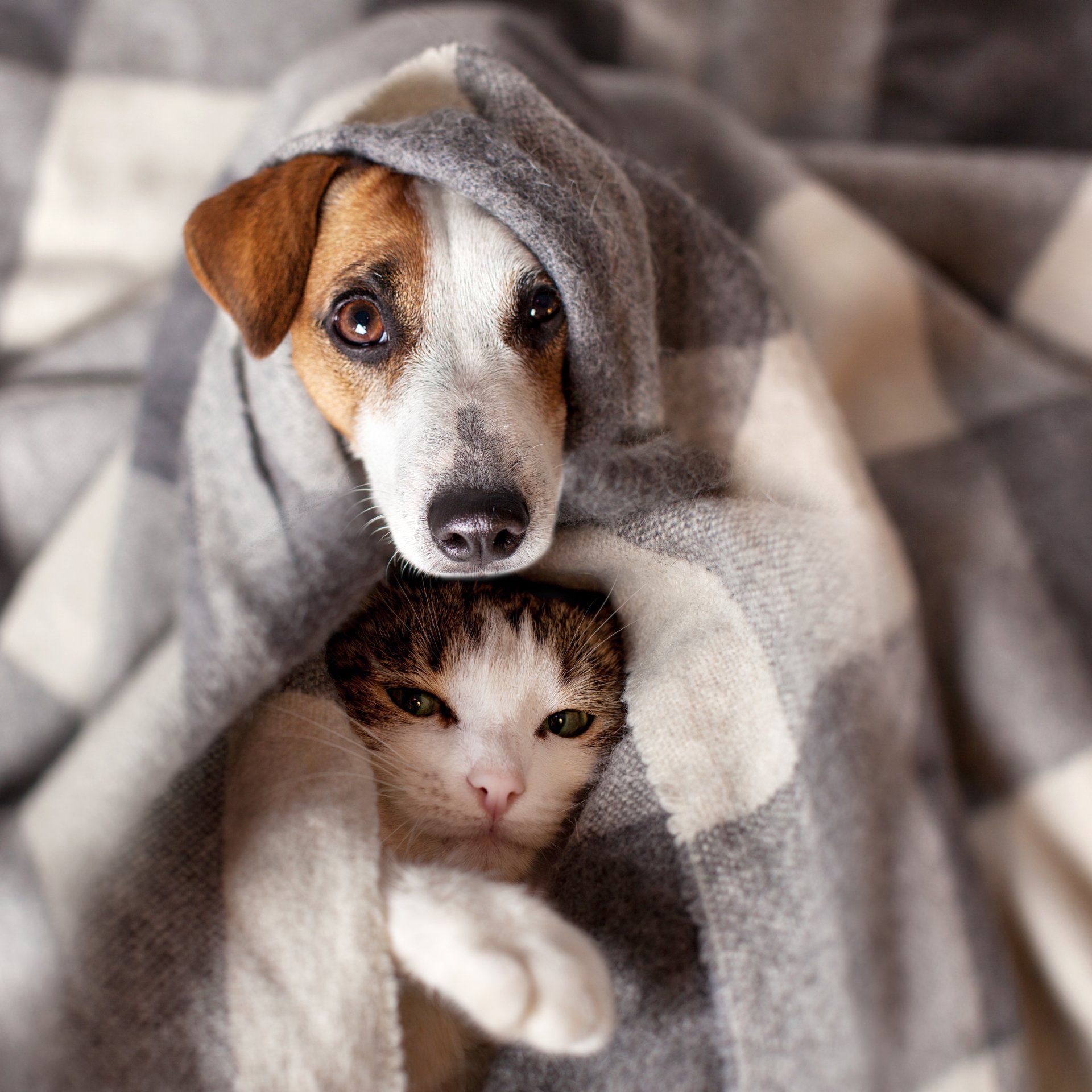 Dog and cat under a plaid. Pet warms under a blanket in cold autumn weather