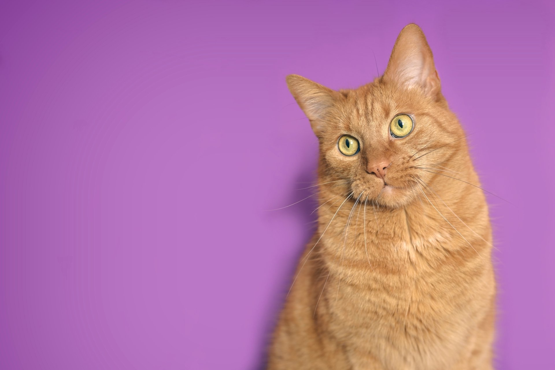 Cute ginger cat looking curious away. Horizontal image with purple background.