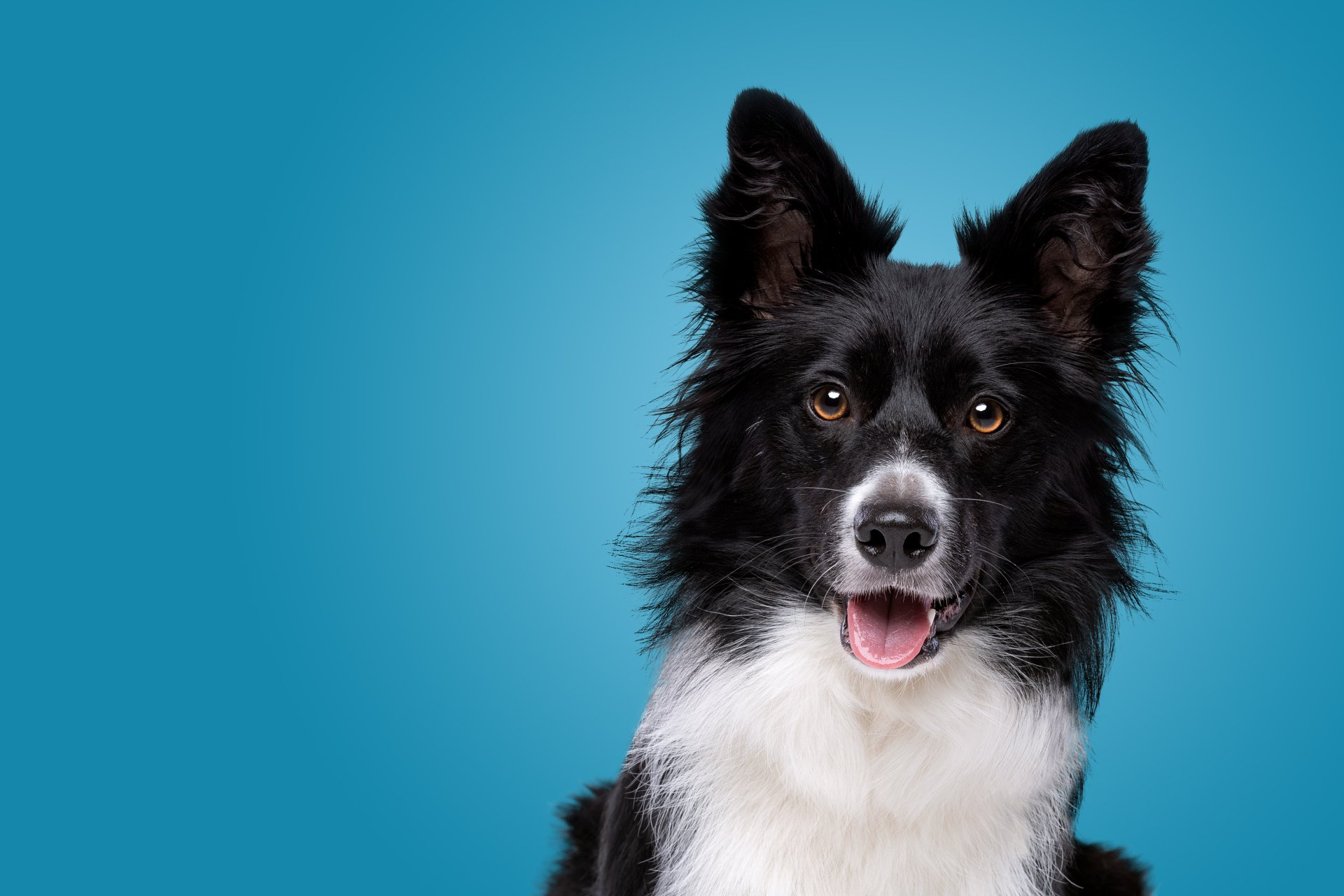 Red dog wearing a collar. Isolated on blue background.