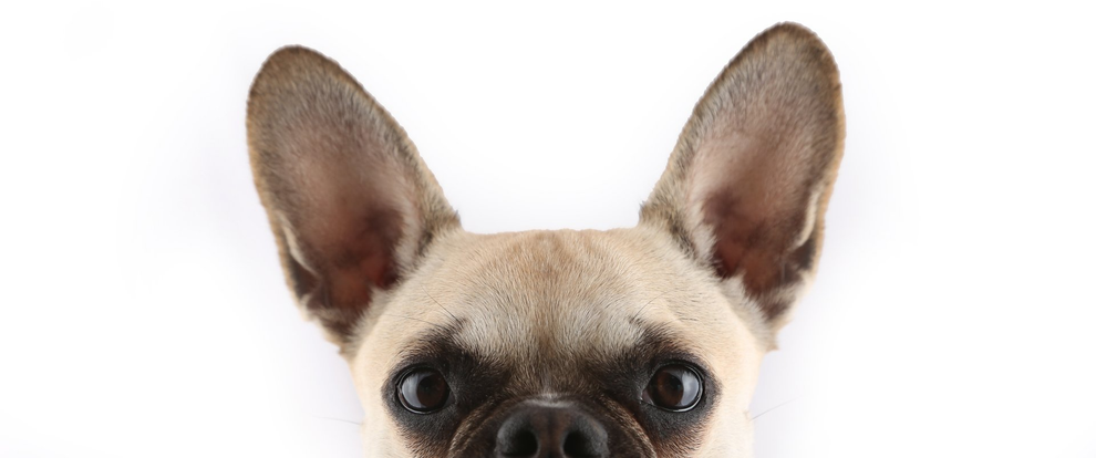 French Bulldog peek a boo