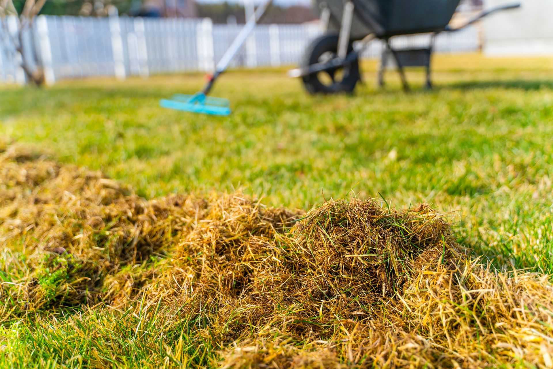 A person is raking grass on a lush green lawn.