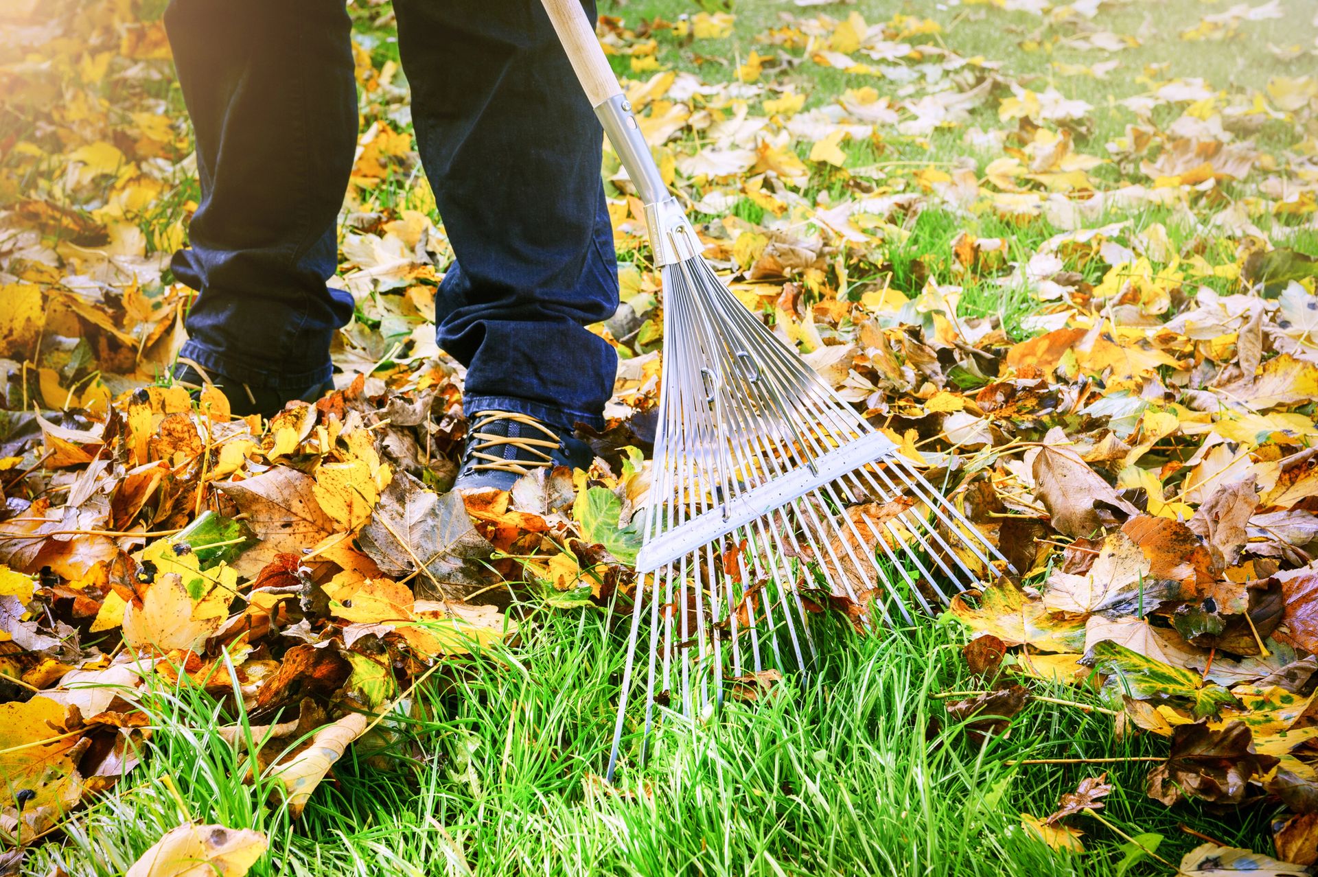 A person is raking leaves in the grass with a rake.