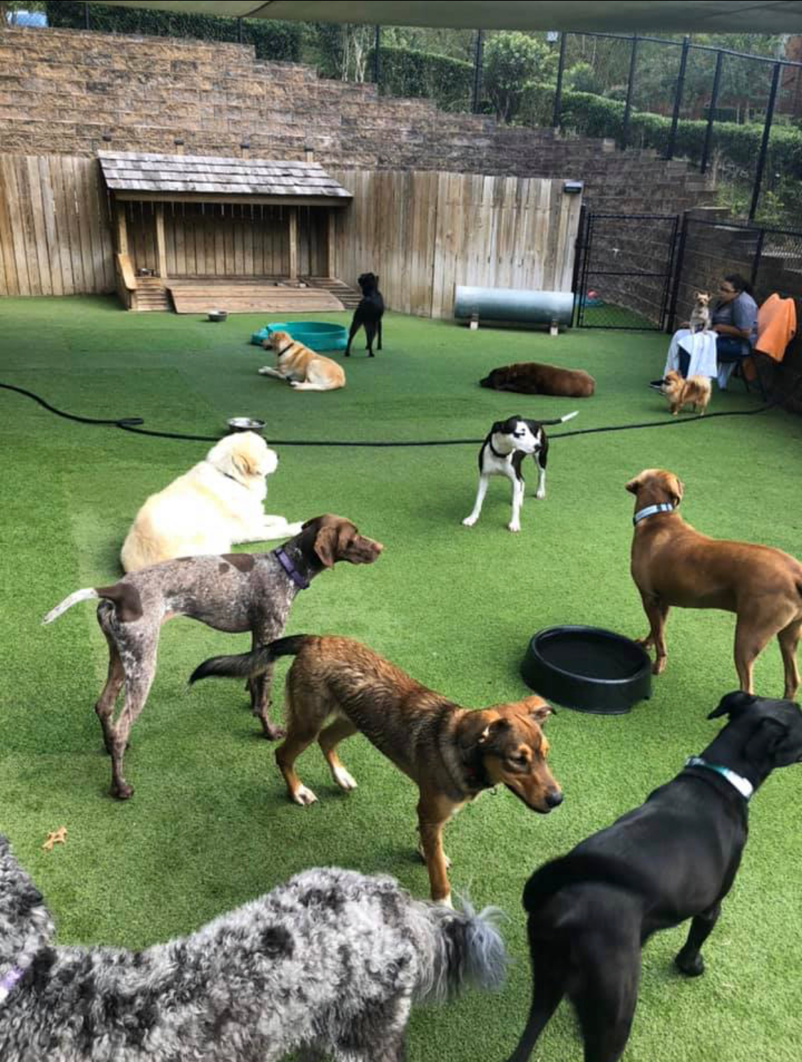 cahaba-beach-dog-park
