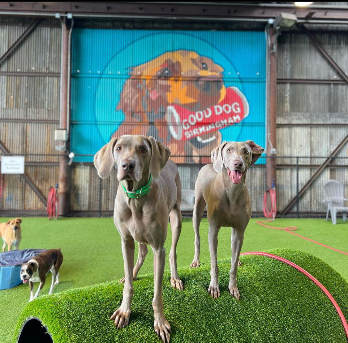 good-dog-pet-resort-bar
