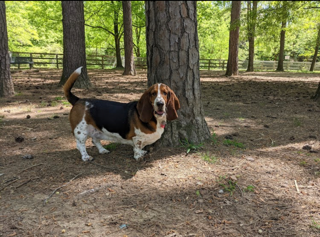 hoover-dog-park