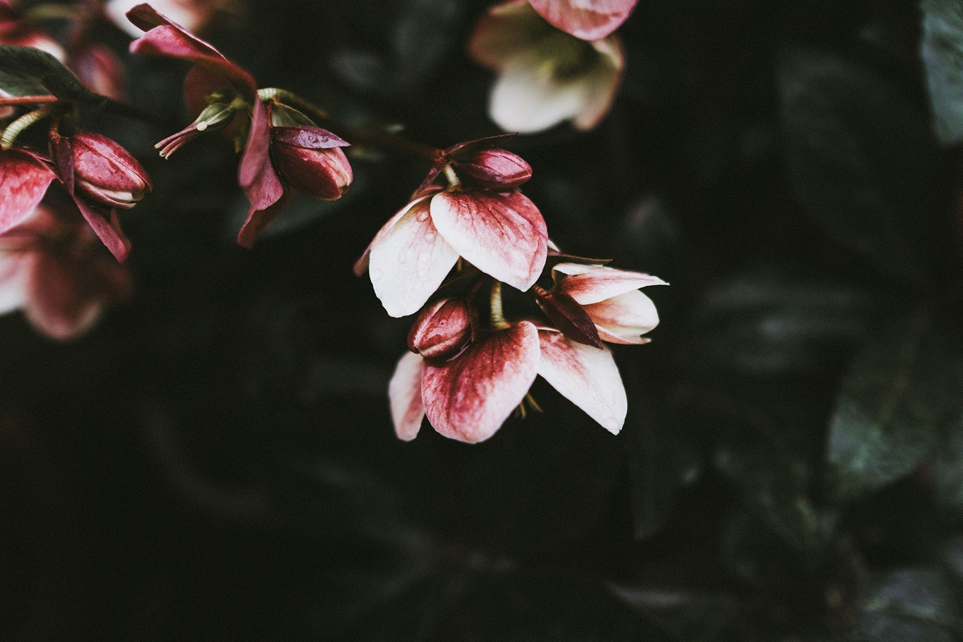 Send Flowers