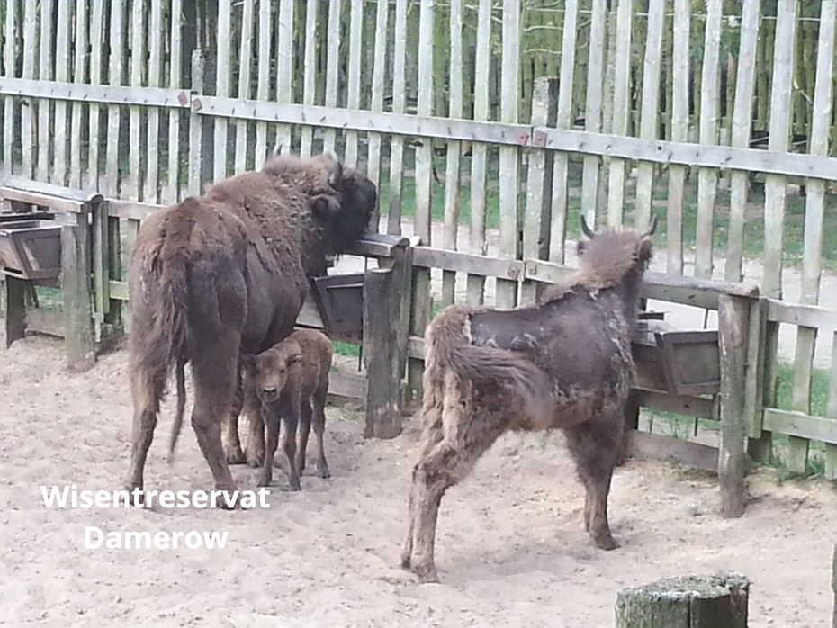 Wisentreservat