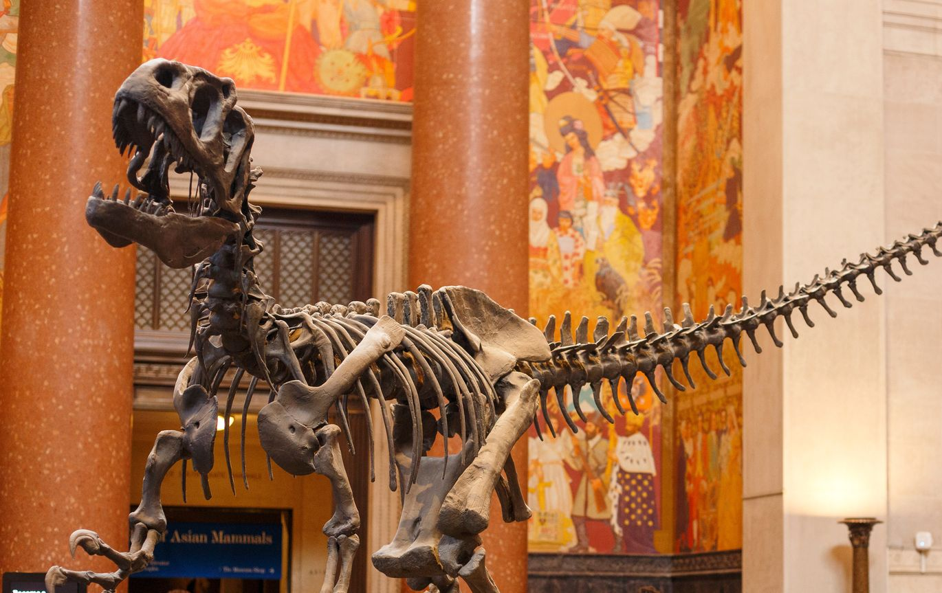 Skeleton of a dinosaur skeleton displayed in a museum, with orange decorative panels in the background