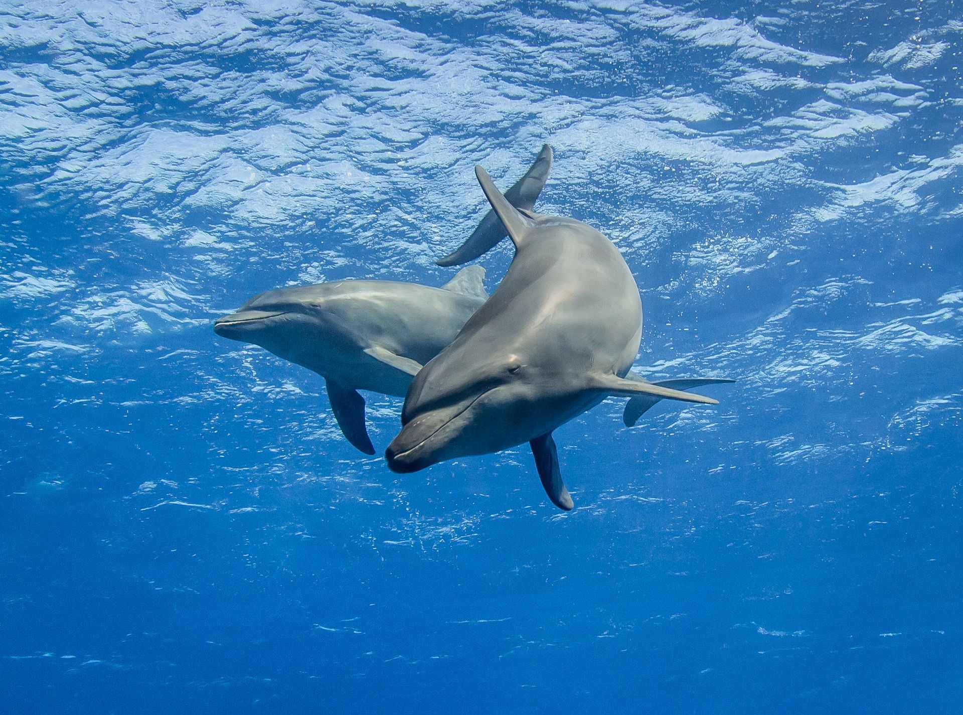 Two dolphins swimming underwater in clear blue ocean