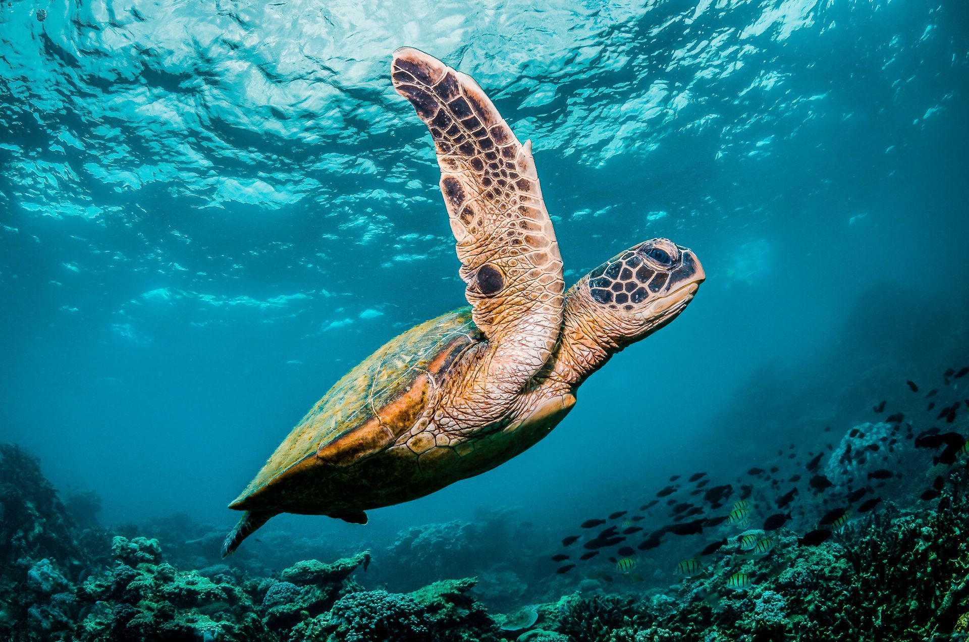 Sea turtle gliding underwater in clear blue ocean, viewed from below with coral reef beneath